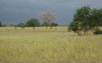 Les pluies utiles se font désirer à Ziguinchor, les paysans s’embarrassent