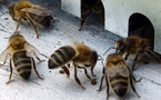 Des abeilles sèment la panique à Ourossogui