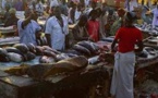 Marché central aux poissons de Pikine : mareyeurs dénoncent la gestion du Directeur Abdou Mbaye