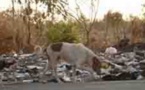 Cimetière de Thiaroye : Des chiens errants déterrent les cadavres