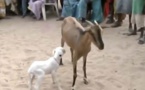 Vidéo - Incroyable mais vrai  ! Une chèvre donne naissance à un agneau à Gaydel (Thiès)