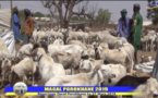 Magal Porokhane 2019 : Des bœufs en masse…(vidéo)