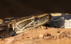 Linguère : des attaques d’un serpent hantent les habitants de Barkédji