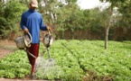 Réforme foncière, vers un bras de fer entre cultivateurs, producteurs maraîchers et l’Etat