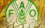 Sénégal : 359 milliards débloqués par la FAO pour aider 10.000 familles