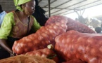 Trop d'oignons fait pleurer les producteurs sénégalais