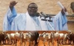 Le coup de force de Cheikh Béthio au Magal: bœufs, chameaux et buffle par milliers