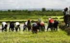 Après avoir annoncé l’équipement du monde rural pour développer l’agriculture, Pape Abdoulaye Seck en tournée du 11 au 15 avril