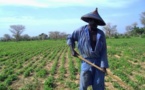 LES PAYSANS, PARIAS DU SENEGAL SOUS MACKY