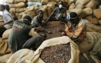 Cacao : Le taux de transformation des fèves est de 30% en Côte d'Ivoire (ministre)