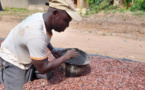 Le cours du cacao au plus haut ne profitera pas tout de suite aux producteurs