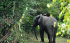 Côte d'Ivoire: le projet de sanctuaire pour éléphants dans le flou