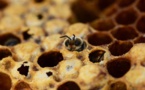 En Côte d'Ivoire, l'apiculture comme alternative au glyphosate