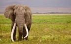 Un éléphant Super Tusker, espèce menacée, abattu en Tanzanie