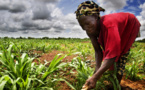 Afrique: un projet de restauration des paysages forestiers sur la sellette