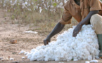 Remobiliser la filière africaine du coton face aux chutes de production