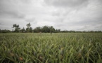 Bénin: ananas «pain de sucre» contaminés, le directeur de la sécurité sanitaire en garde-à-vue