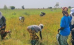 ​Agriculture : le DG du SAED souhaite la mise en œuvre d’un programme spécial au profit des producteurs Diawel