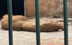 Parc zoologique de Hann : La direction des Eaux et Forêts rassure sur l'état des lions