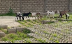 Vol de bétail à Malicounda : une trentaine de mouton emportée, le gardien violemment tabassé par les malfaiteurs