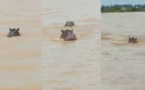 Alerte à Badi : des mouvements d’hippopotames signalés hors du fleuve Gambie