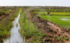 Révélations de la Saed : Près de 90% des périmètres irrigués emportés par les eaux à Bakel