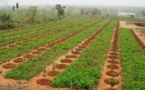 Sénégal : L’agriculture a réalisé un taux de croissance de 10,5% en 2015