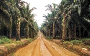 Casamance : 24 ans après, la route de la zone des palmiers ouverte à la circulation