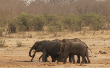 L'inexorable disparition des éléphants d'Afrique