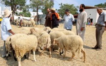 Beaucoup de Tunisiens renoncent à sacrifier un mouton pour l'Aïd