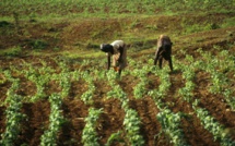 Nourrir l'Afrique, le grand défi du XXIe siècle