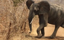 Les éléphants sont-ils les espèces les plus ménacées ?