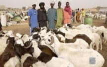 Moutons invendus à Dakar : Des éleveurs promettent de ne plus revenir