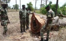 Casamance : 3 trafiquants de bois arrêtés à Bounkiling