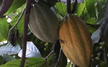 Cacao en Côte d’Ivoire: les producteurs oscillent entre résignation et espoir