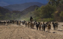 Les crises alimentaires au Sahel favorisent les migrations