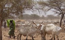 Manque d’herbe pour le bétail dans le Ferlo : les éleveurs dans un désespoir total