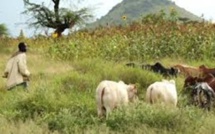 Ferlo : les agriculteurs et éleveurs se crêpent le chignon