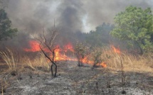 ​Feu de brousse à Tambading: les population lancent un cri de désarroi