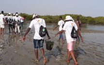 Environnement : plus de 27 000 palétuviers plantés dans la mangrove de Palmarin