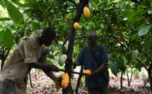 En Côte d'Ivoire, un exemple de transition agroécologique appliquée au cacao