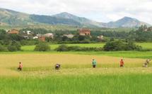 Faute de moyens financiers, Madagascar reste toujours sous la menace des criquets