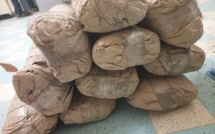 ​Lutte contre le trafic de drogue : 1 kg de cocaïne saisi à Ziguinchor