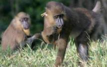 Le virus Ebola de nouveau signalé en Ouganda