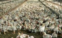 Consommation poulet local : autosuffisance assurée