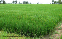 Perspective agricole au Sénégal : les inondations menacent les rendements