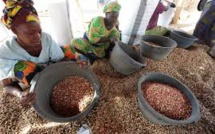 Secteur arachidier sénégalais: les agriculteurs se ruent vers les Chinois et leur argent, les huiliers agonisent