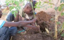 ​Lutte contre la coupe illicite de bois en Casamance: plus de 100 mille plants produits par les services des eaux et foret