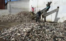 ​Implantation usines fabrication farine de poisson: les acteurs de la pêche artisanale parlent de « catastrophe »