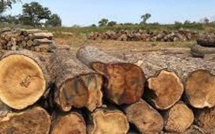 Coupe illégale de bois en Casamance : Les élus du Département de Bignona accusent le voisin gambien